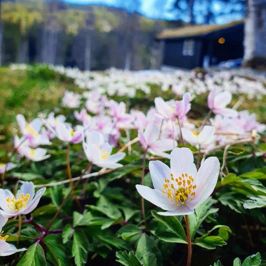 Groven Camping & Hyttegrend Amot  Exteriör bild